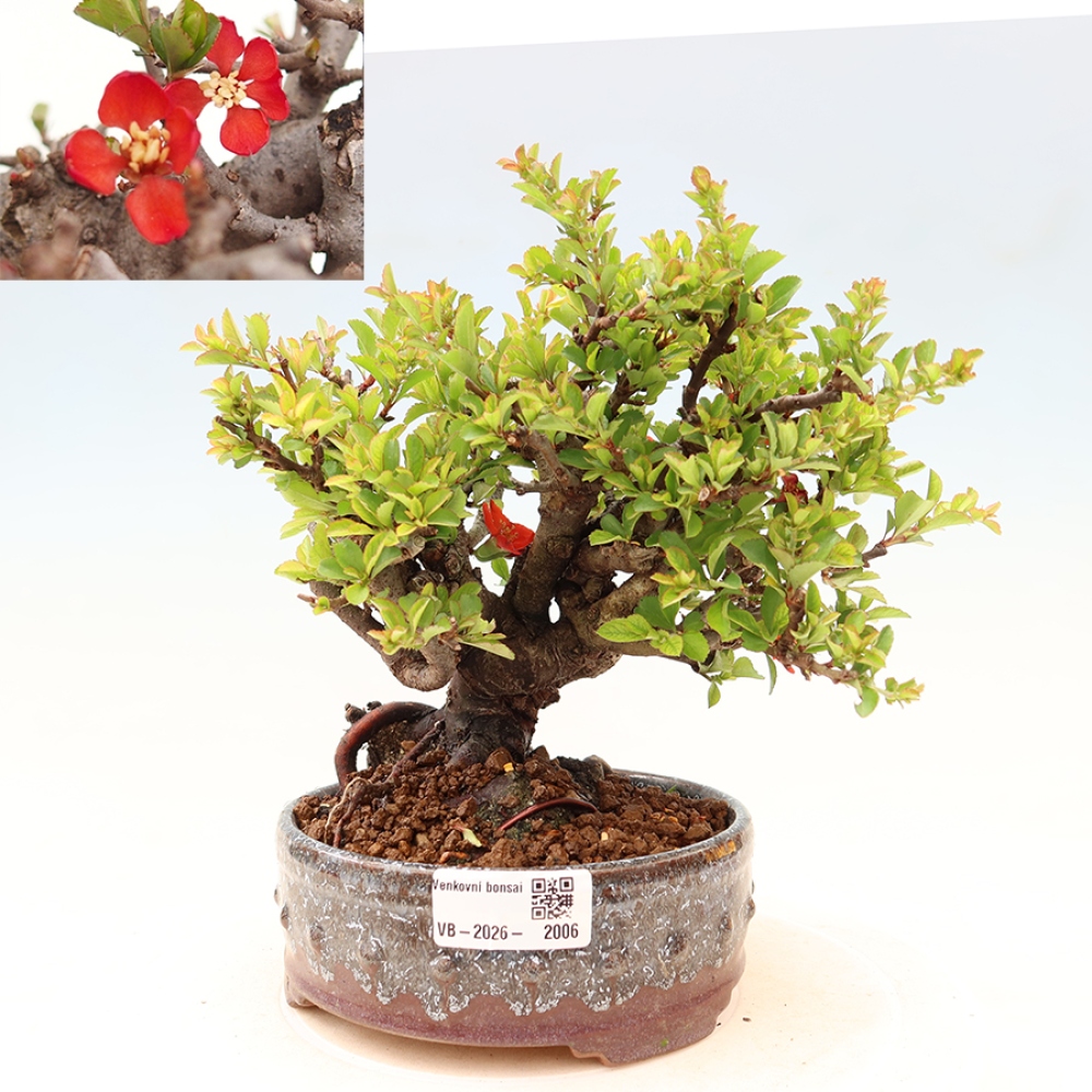 Bonsai voor buiten - Chaneomeles speciosa Chojubai