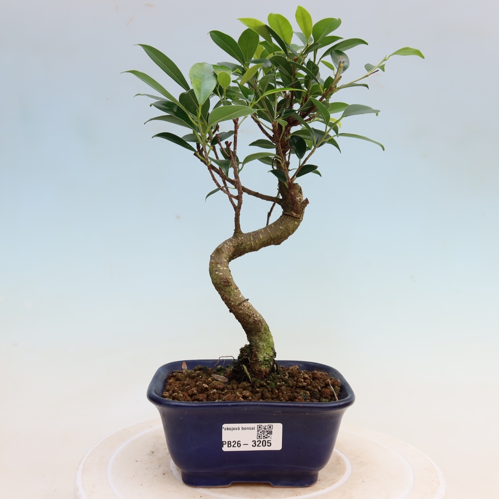Kamerbonsai - Ficus kimmen - kleinbladige ficus