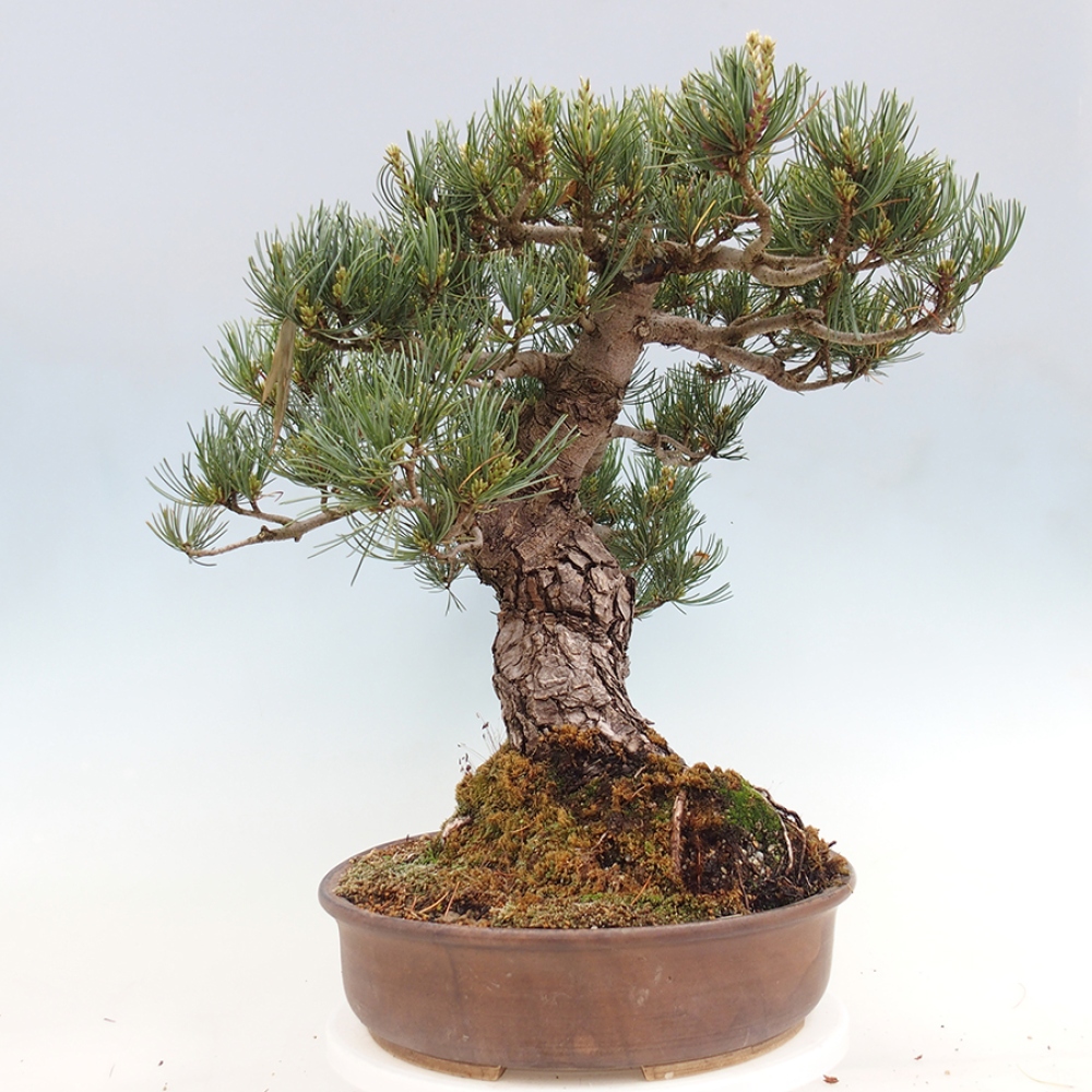 Bonsai voor buiten - Pinus parviflora - Pinus parviflora
