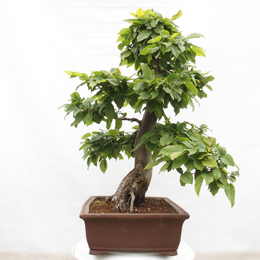 Bonsai voor buiten - Haagbeuk - Carpinus betulus