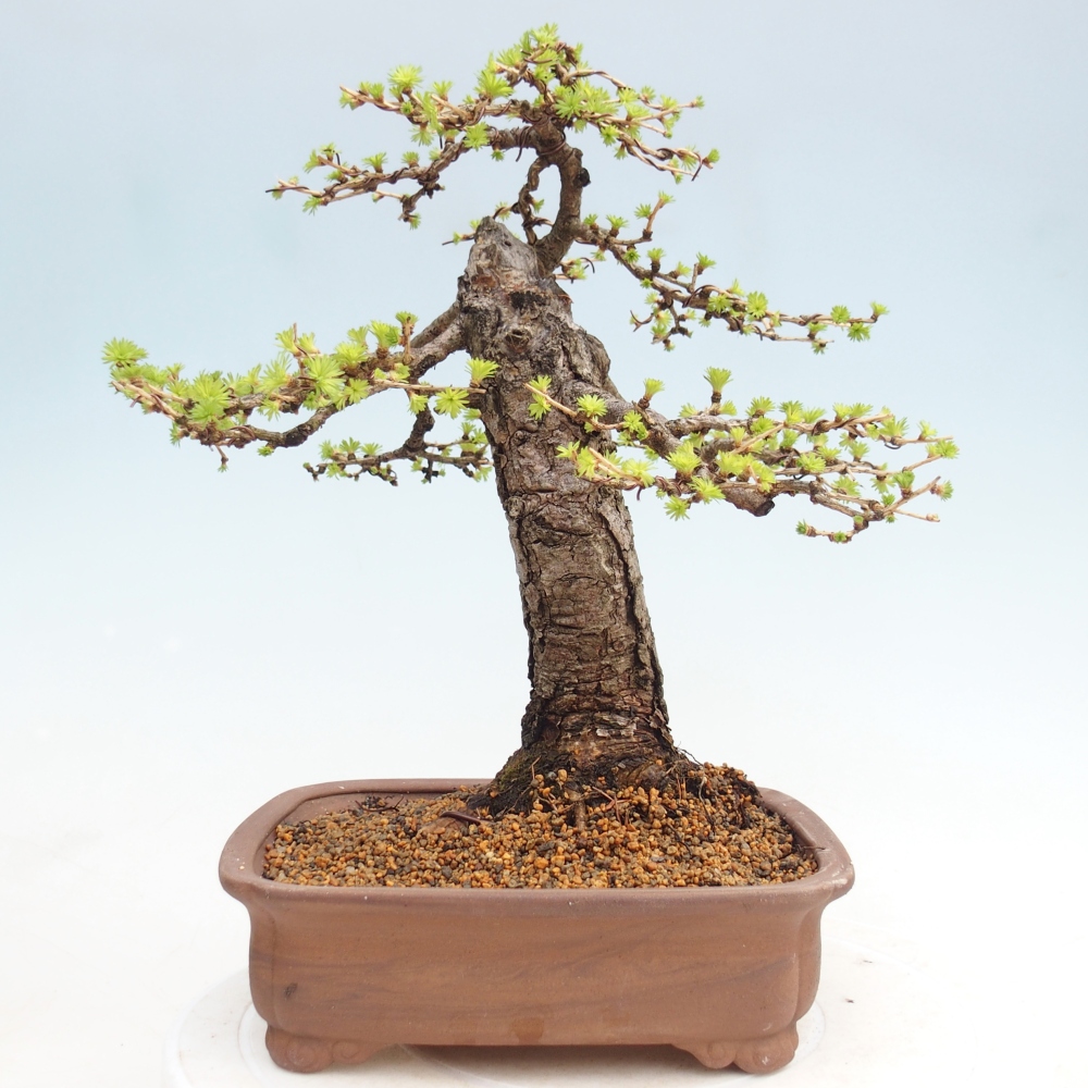 Bonsai voor buiten -Larix decidua - Lariks