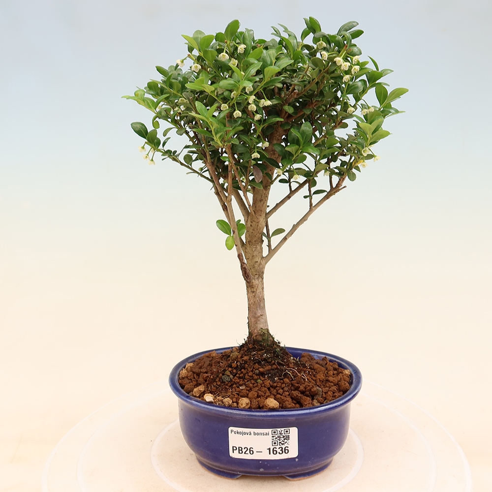 Kamerbonsai - Ilex crenata - Hulst