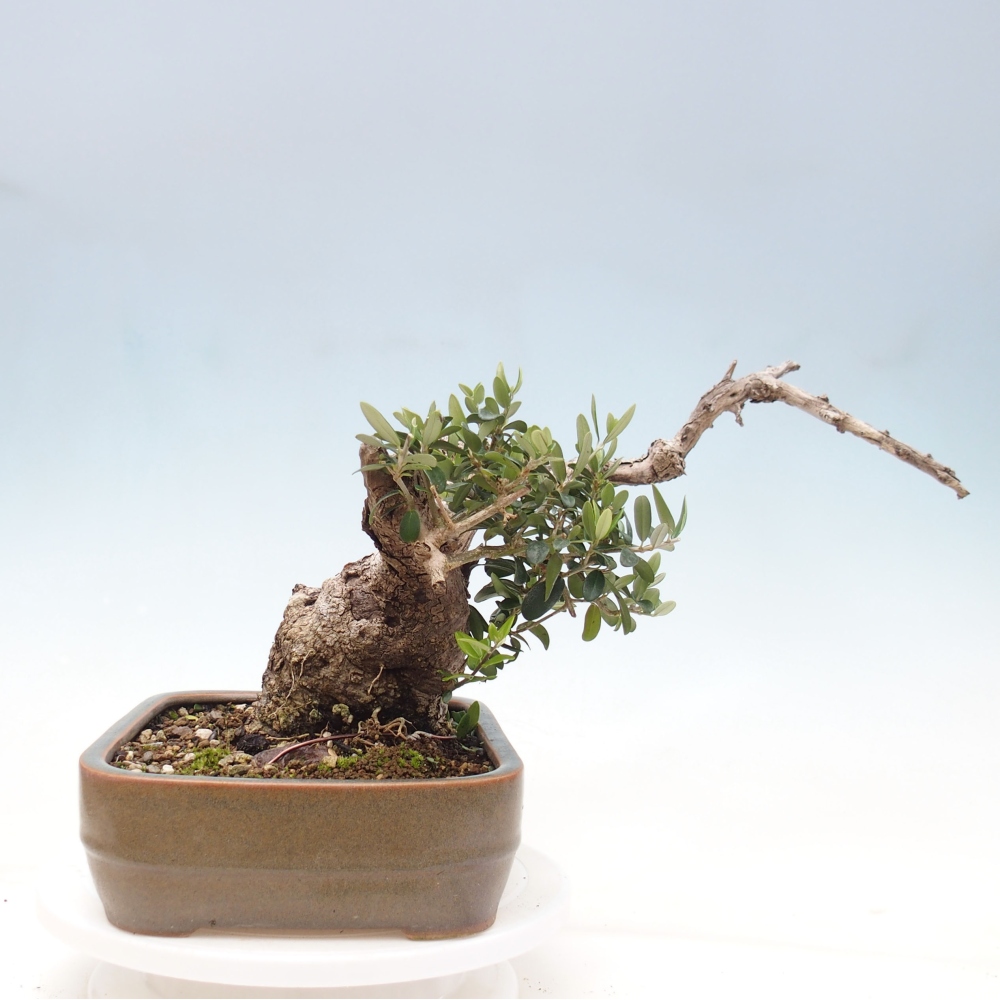 Bonsai voor binnen - Olea europaea sylvestris