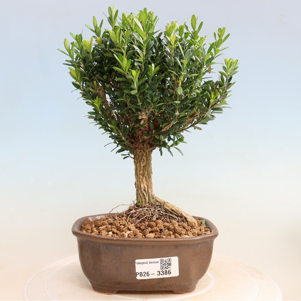 Kamerbonsai - Buxus harlandii - kurk buxus