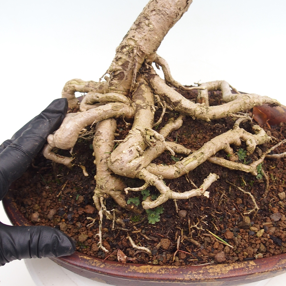 Bonsai voor buiten - Ginkgo biloba