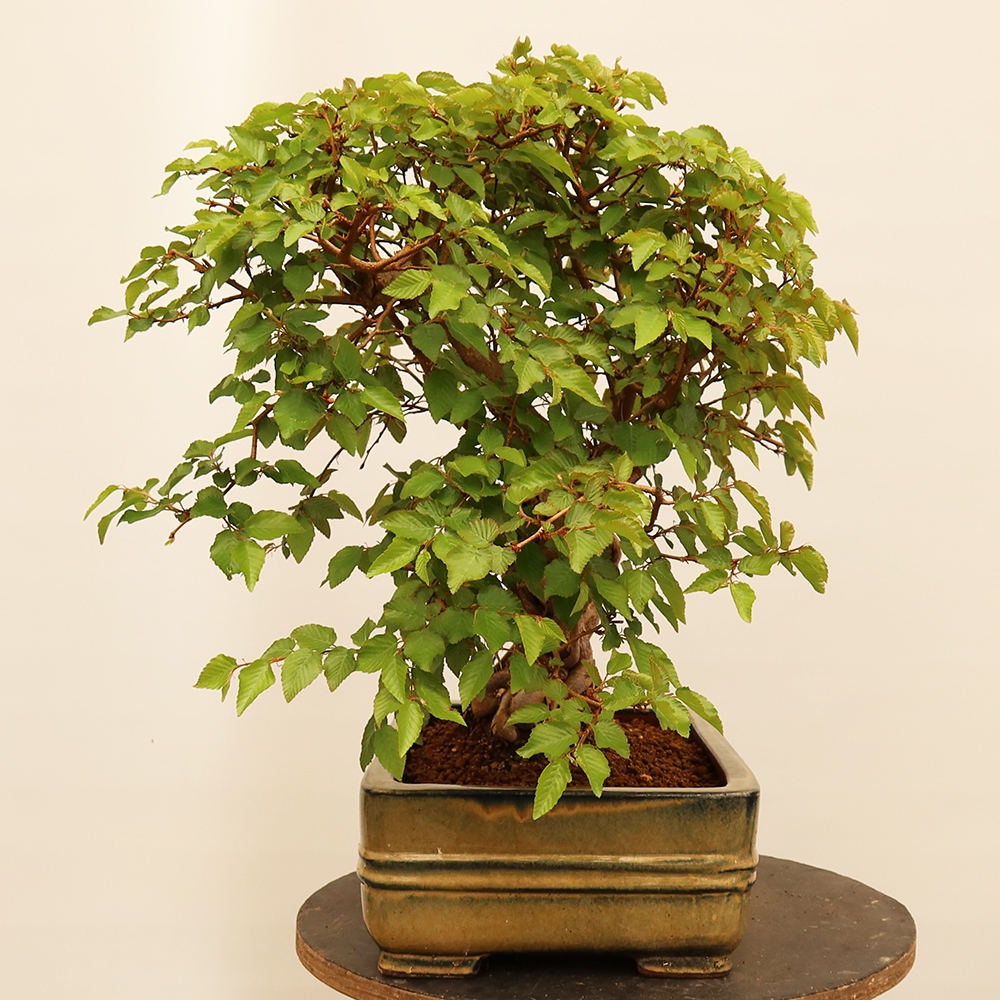Bonsai voor buiten -Carpinus Coreana - Koreaanse haagbeuk