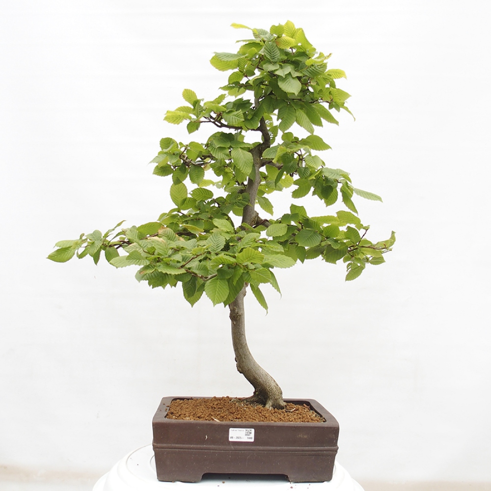 Bonsai voor buiten - Haagbeuk - Carpinus betulus