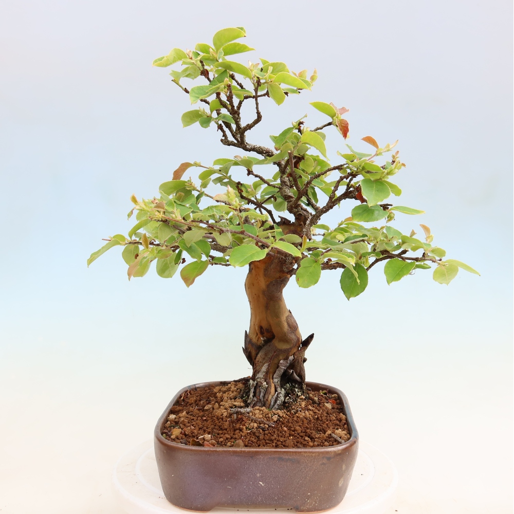Bonsai voor buiten - Pseudocydonia sinensis - Chinese kweepeer