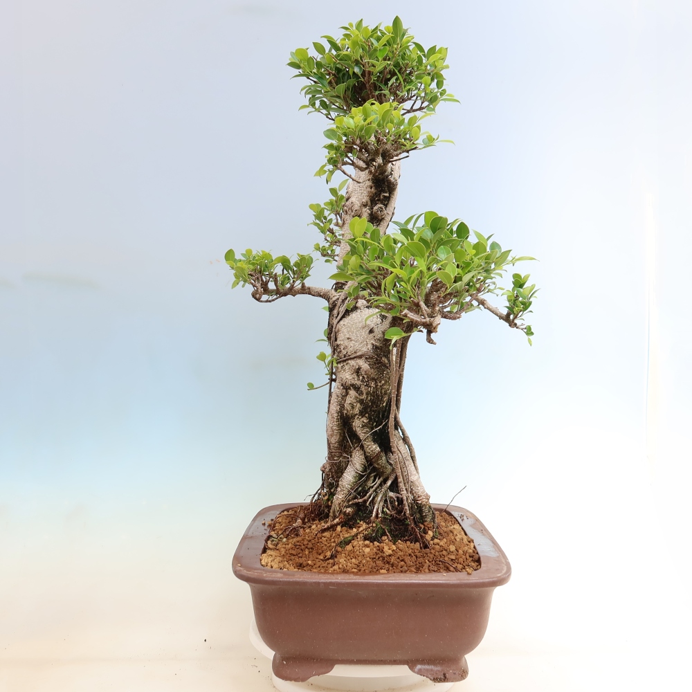 Kamerbonsai - Ficus kimmen - kleinbladige ficus