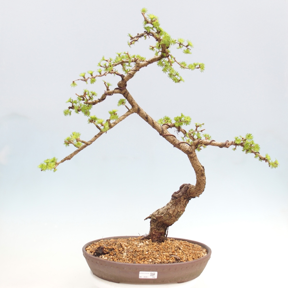 Bonsai voor buiten -Larix decidua - Lariks - Alleen palletvervoer