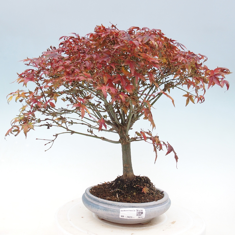 Acer palmatum KIOHIME - Palmeta-esdoorn