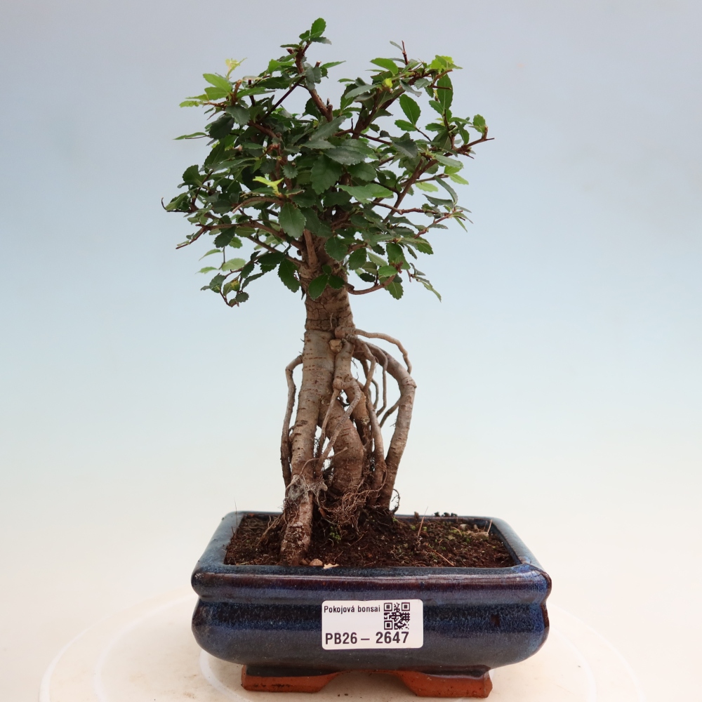 Kamerbonsai - Ulmus parvifolia - Winteriep