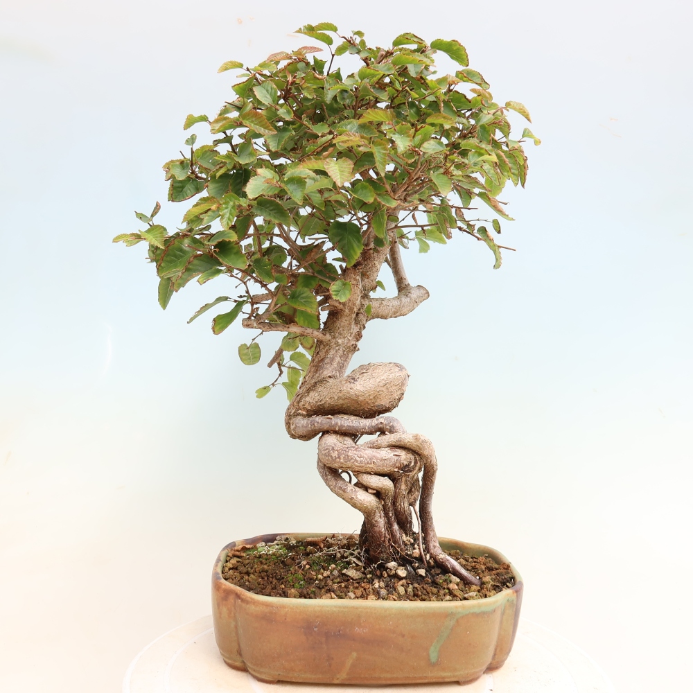 Bonsai voor buiten -Carpinus CARPINOIDES - Koreaanse haagbeuk