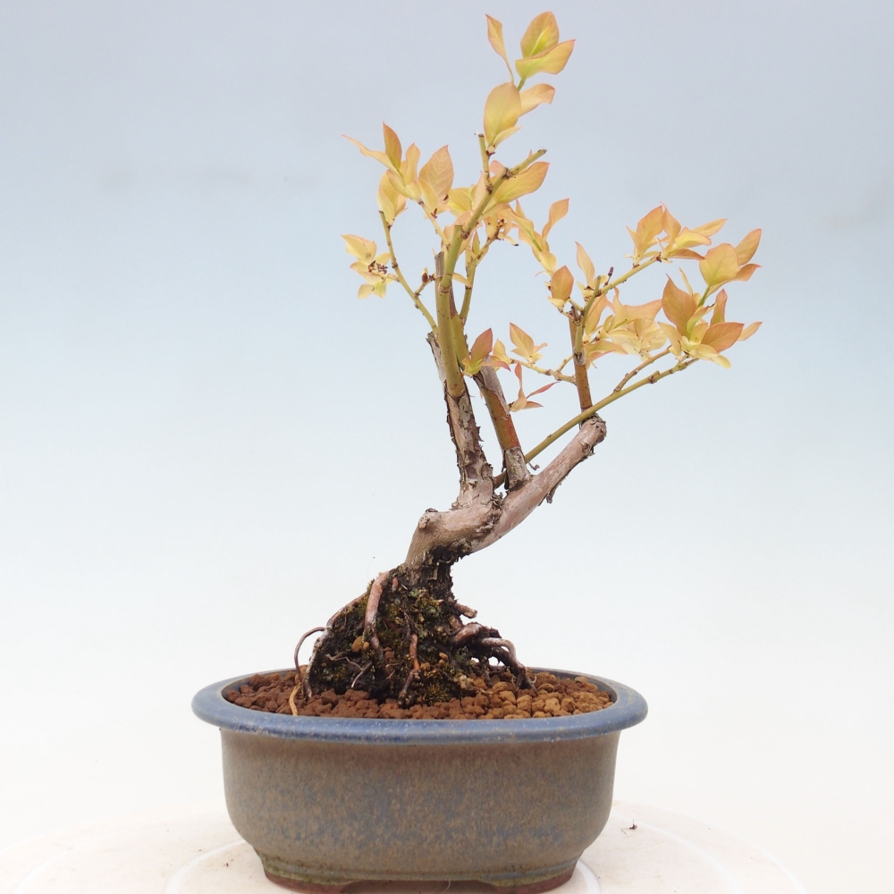 Bonsai voor buiten - Canadese bosbes - Vaccinium corymbosum