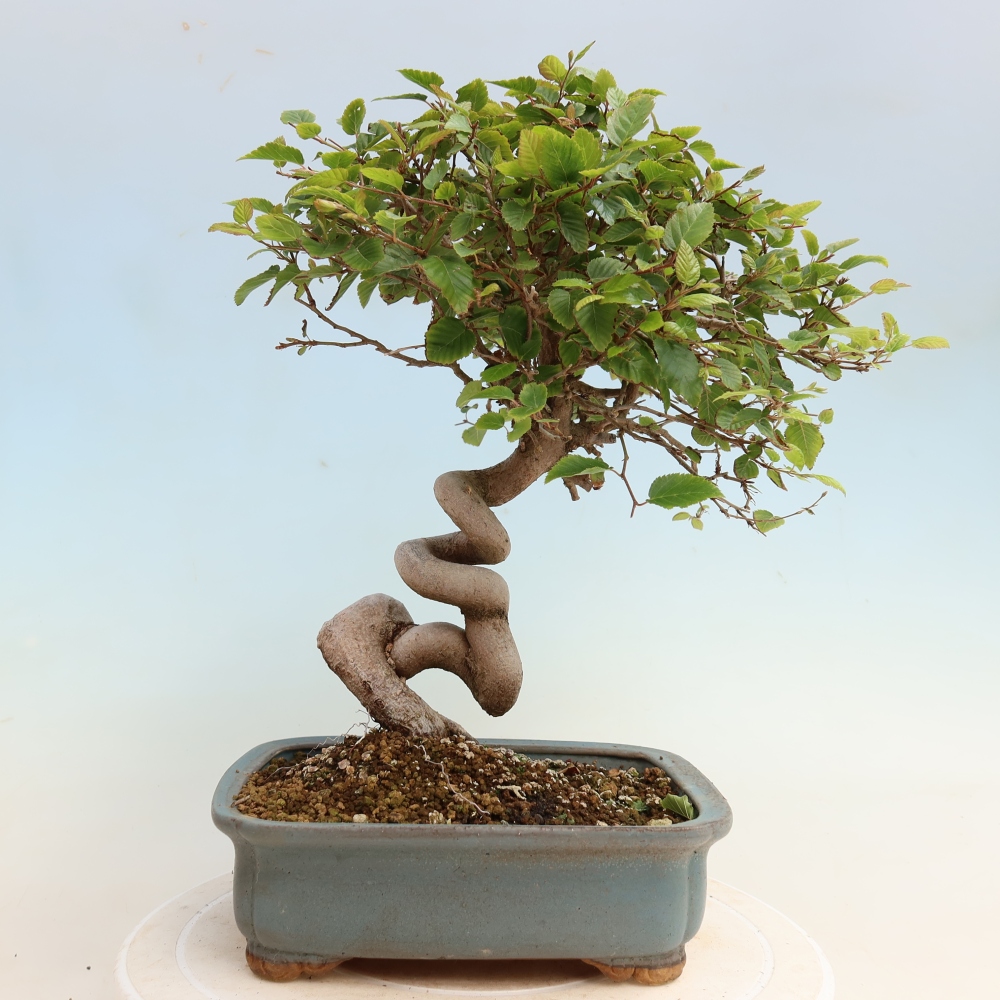 Bonsai voor buiten -Carpinus CARPINOIDES - Koreaanse haagbeuk
