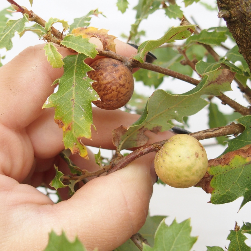 Yamadori - Quercus Ilex -Oakhulst