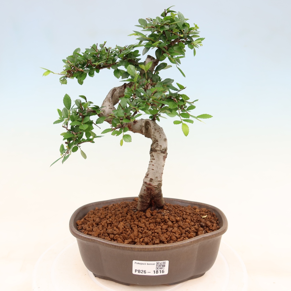 Kamerbonsai - Ulmus parvifolia - Winteriep