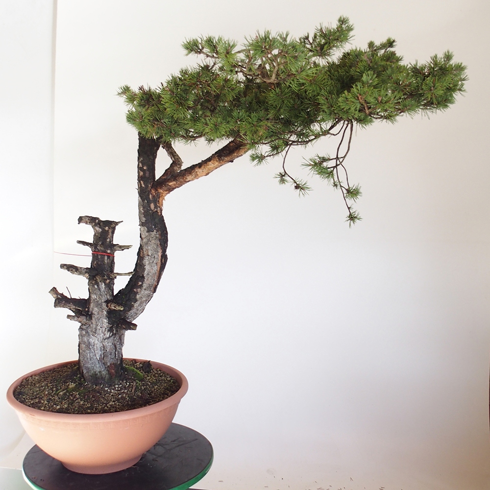 Yamadori - Pinus sylvestris Spanje