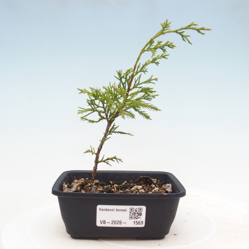 Bonsai voor buiten - Juniperus chinensis Itoigawa