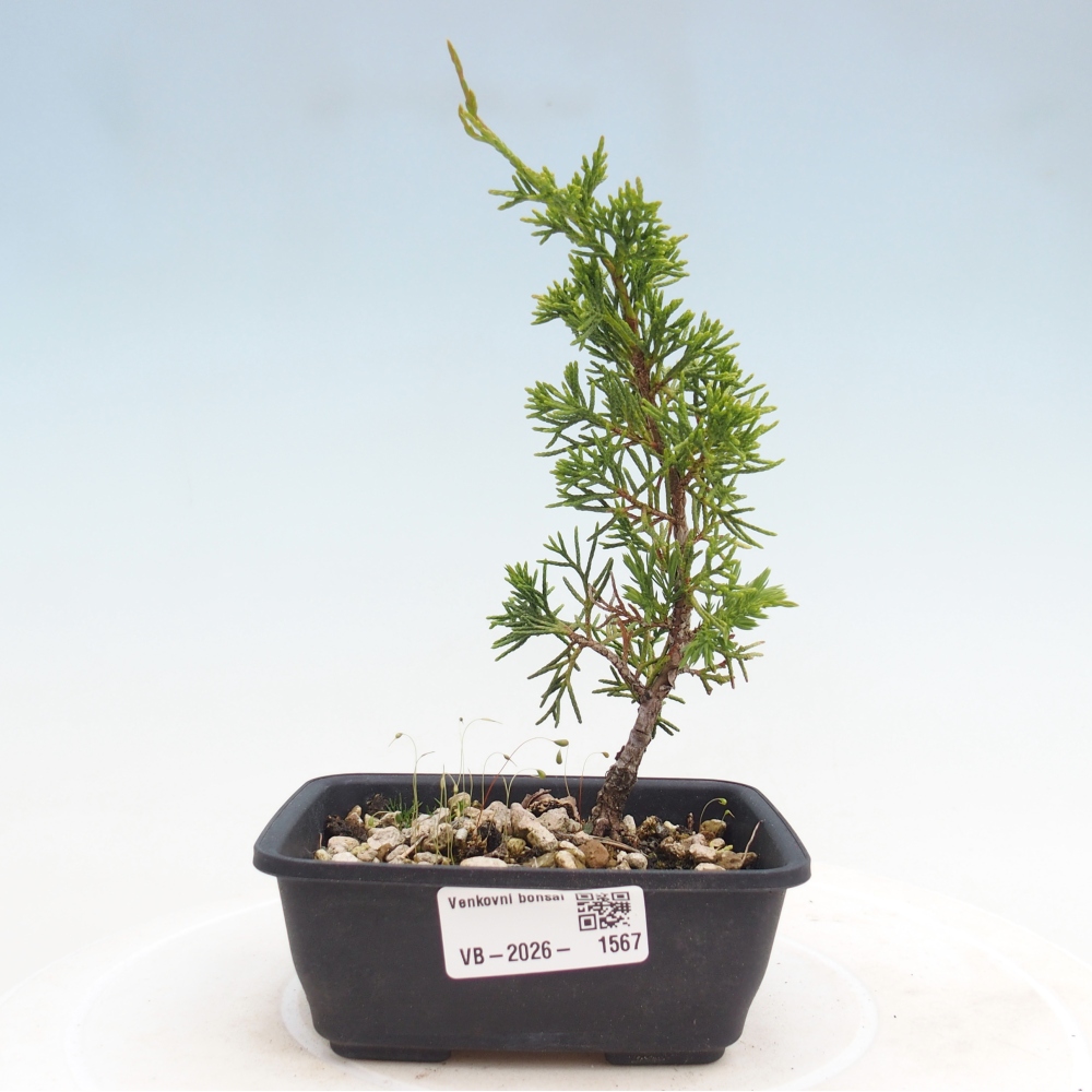 Bonsai voor buiten - Juniperus chinensis Itoigawa