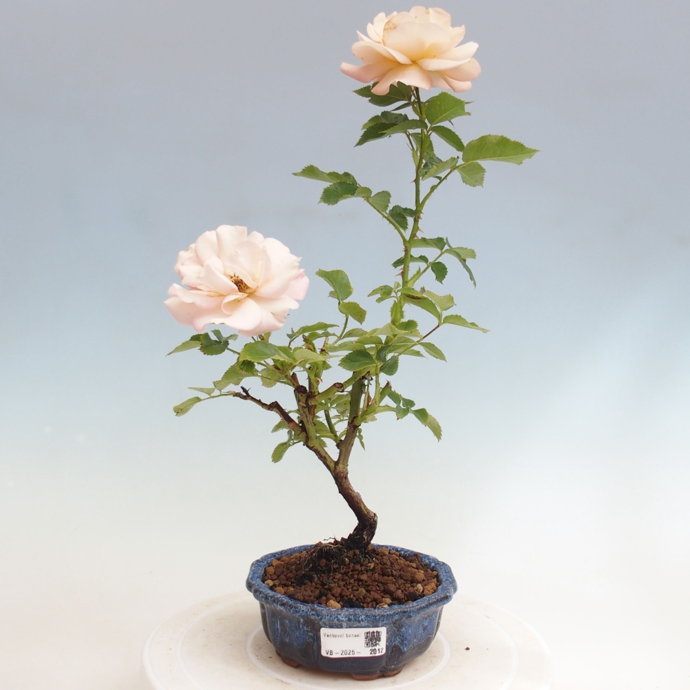 Bonsai voor buiten - Rosa Kordes - roos