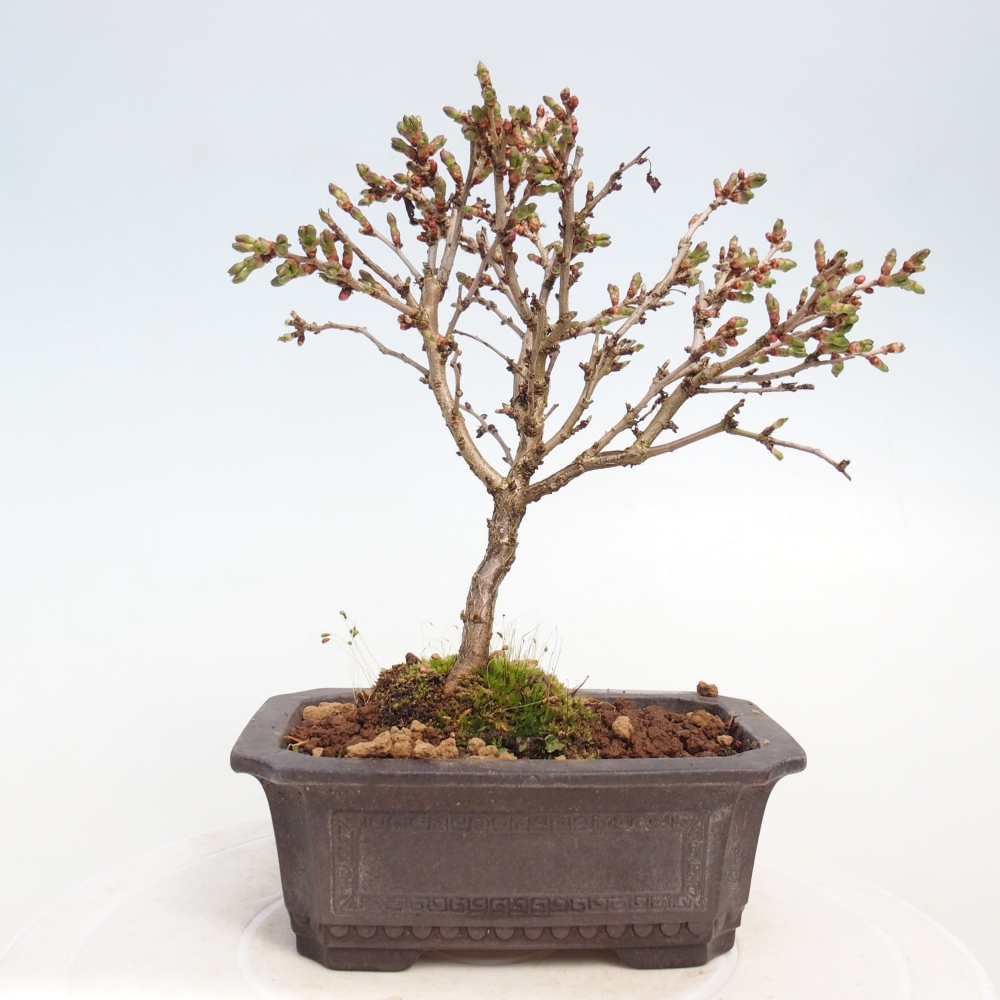 Bonsai voor buiten - Prunus incisa Kojou-no mai-Plivon uitgesneden