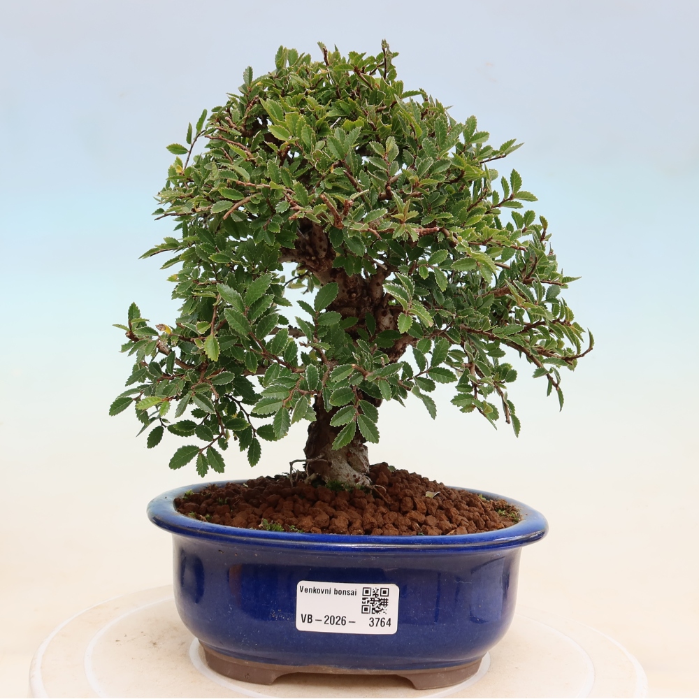 Bonsai voor buiten - Zelkova - Zelkova NIRE