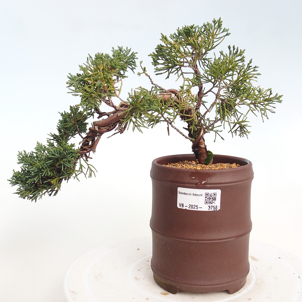 Bonsai voor buiten - Juniperus chinensis Kishu