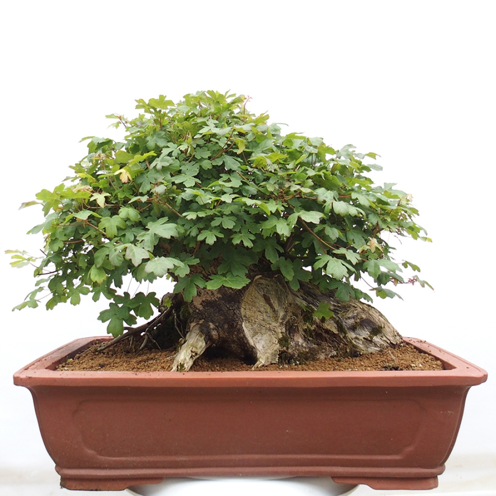Bonsai voor buiten - Franse esdoorn - Acer Nonspessulanum