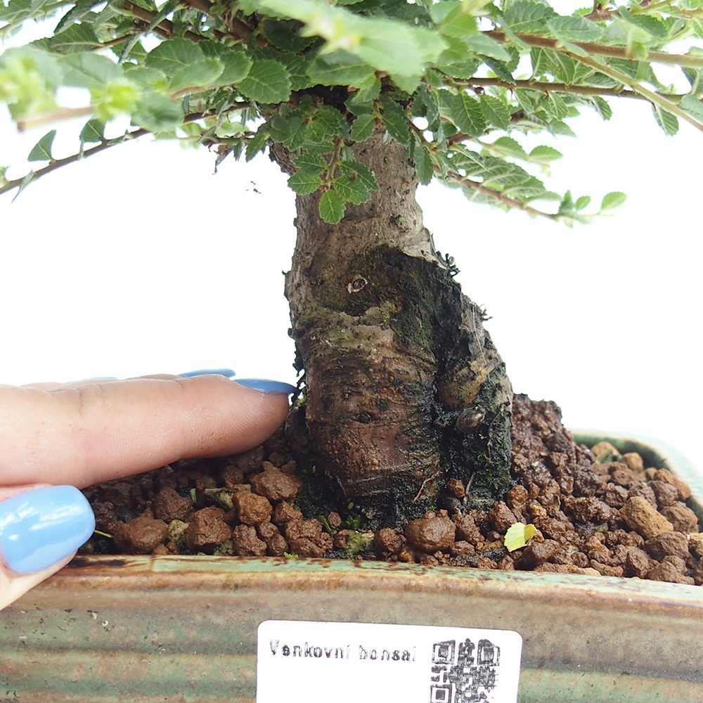 Bonsai voor buiten - Ulmus parvifolia Hokkaido - Chinese iep