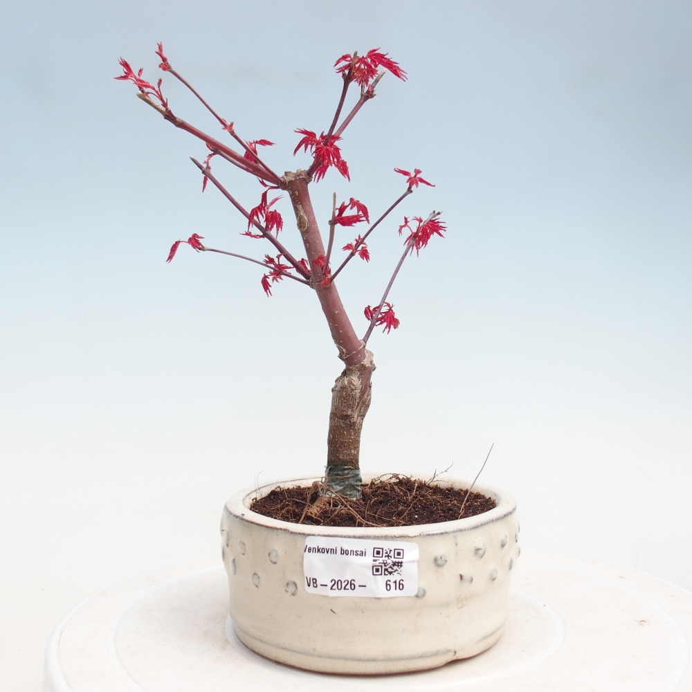 Bonsai voor buiten - Acer palmatum DESHOJO