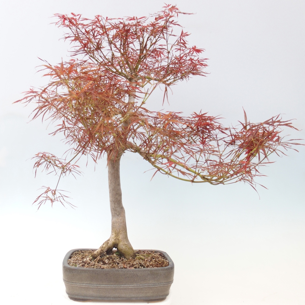 Bonsai voor buiten - Acer palmatum RED PYGMY
