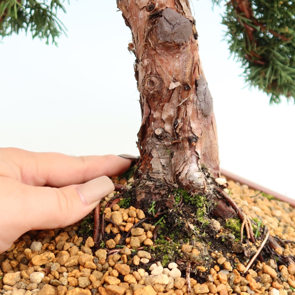 Bonsai voor buiten - Juniperus chinensis Kishu