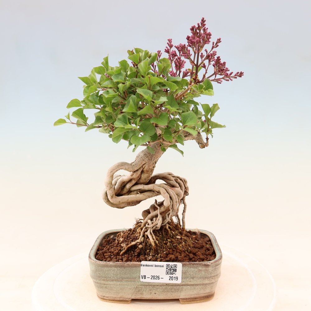 Bonsai voor buiten - Syringa microphylla - kleinbloemige sering