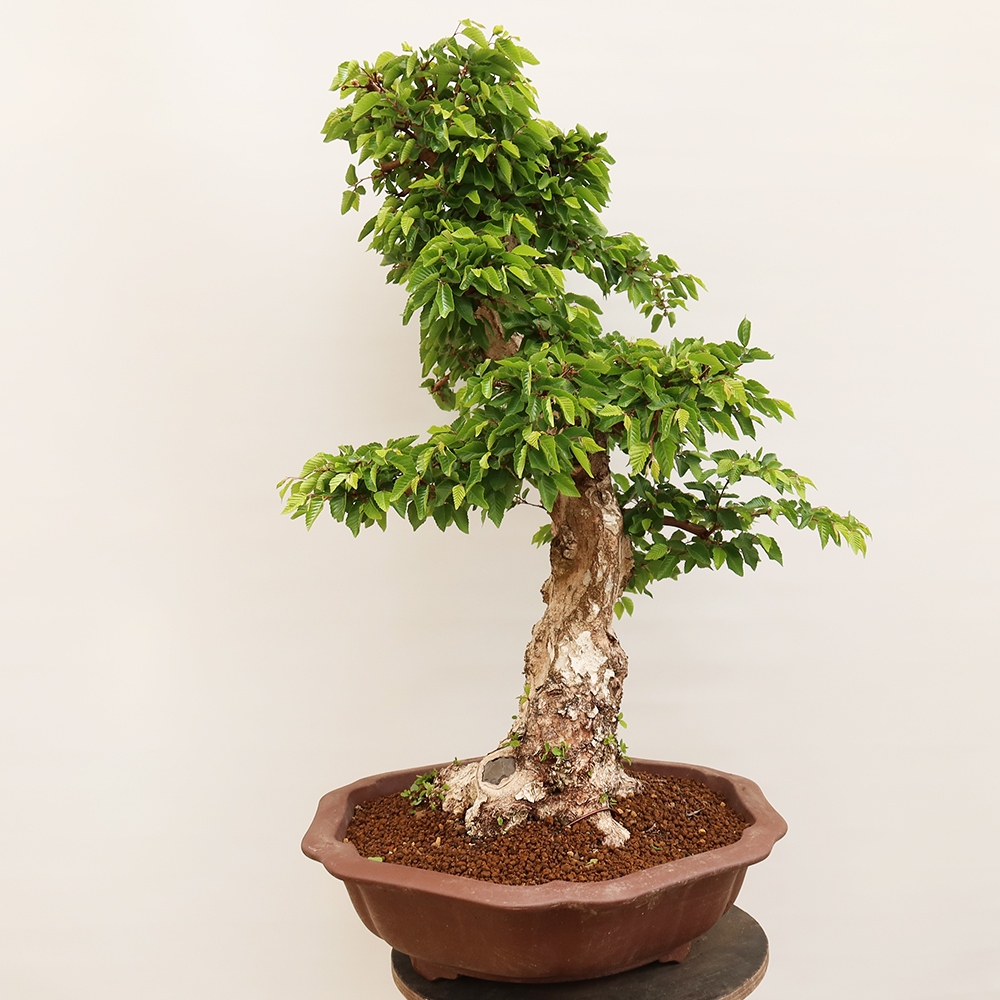 Bonsai voor buiten -Carpinus Coreana - Koreaanse haagbeuk