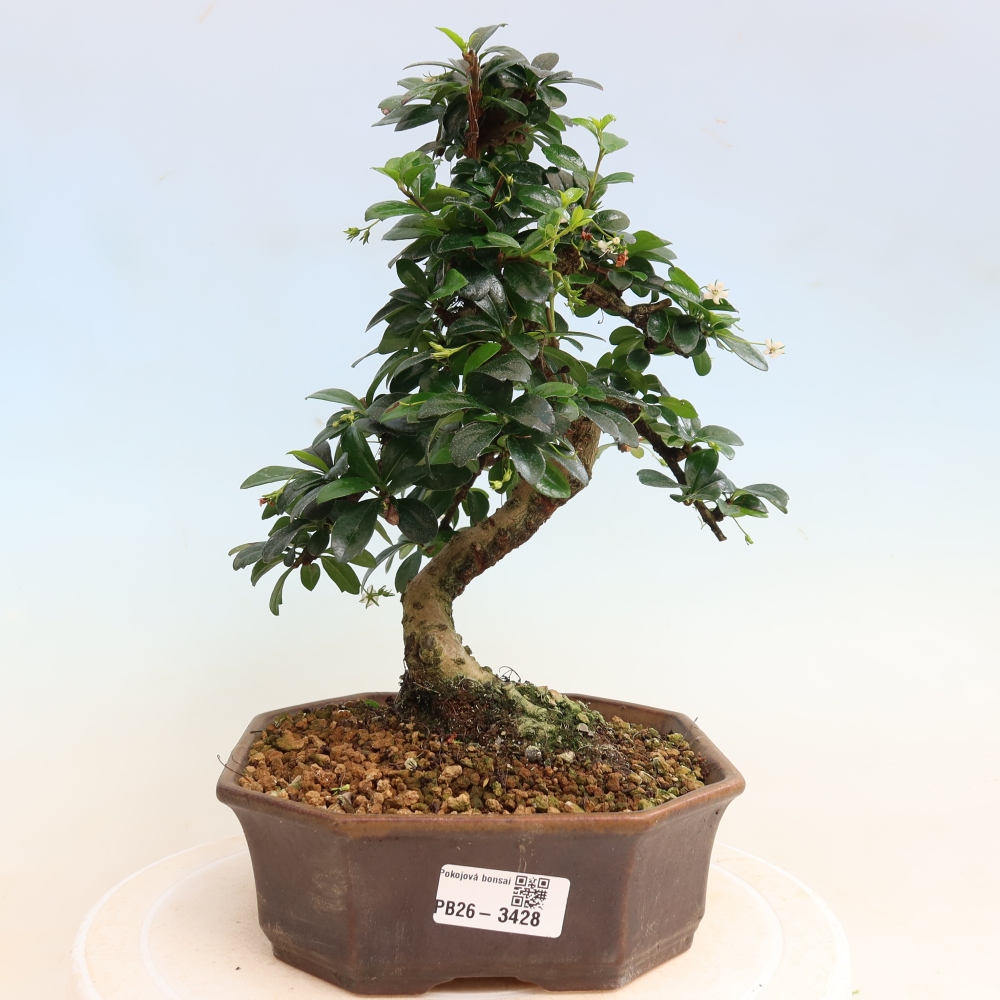 Kamerbonsai - Carmona macrophylla - Thee fuki