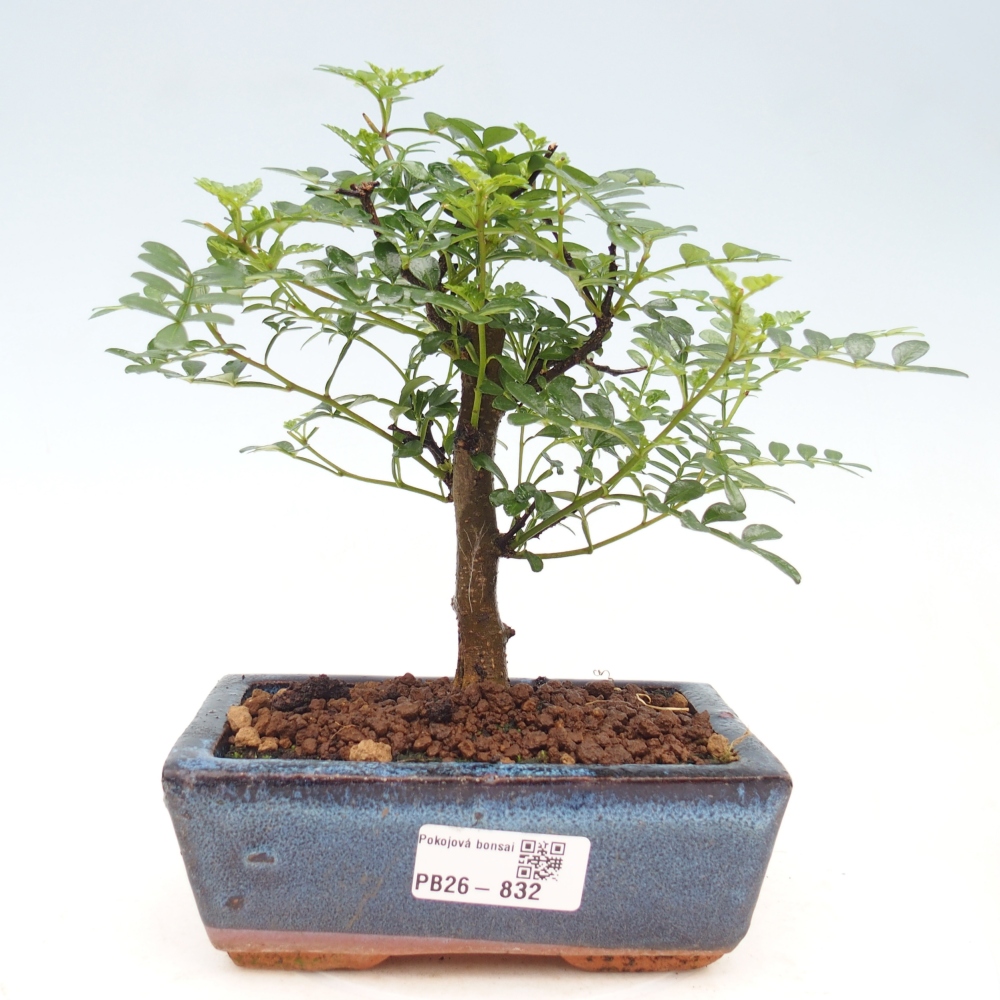 Kamerbonsai - Zantoxylum piperitum - peperboom