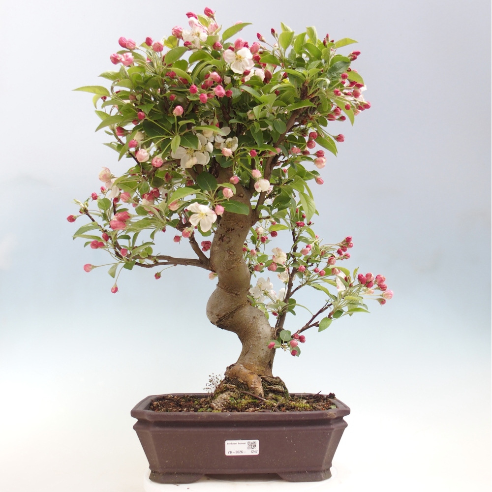 Bonsai voor buiten -Malus halliana - Appelboom met kleine vruchten