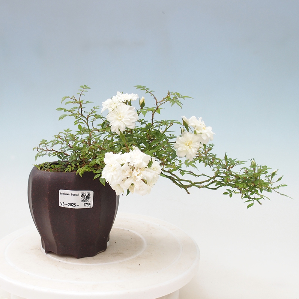 Bonsai voor buiten - Rosa Sea Foam - roos