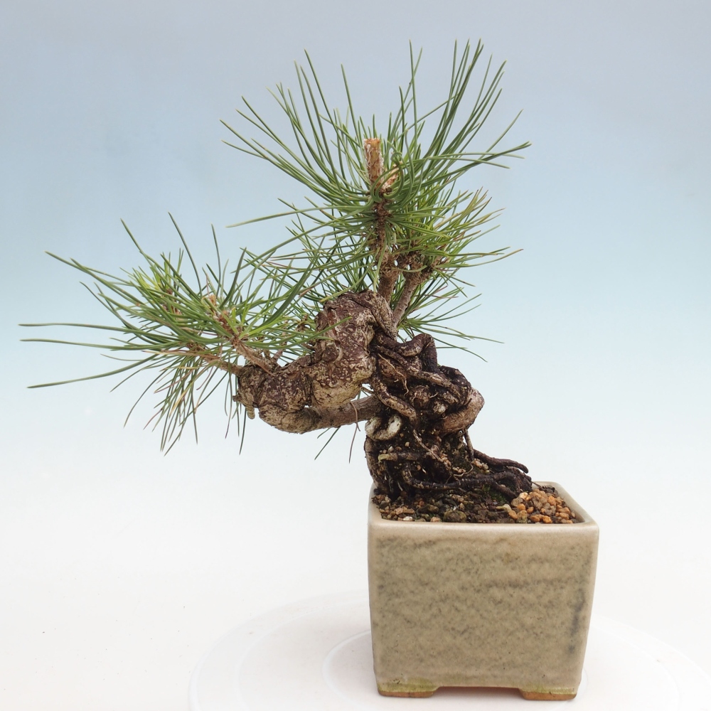 Bonsai voor buiten - Pinus thunbergii - Thunberg den