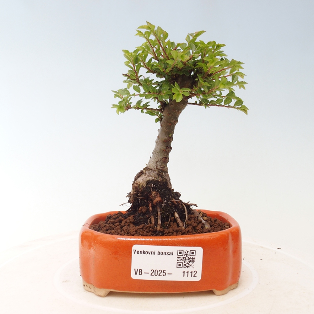Bonsai voor buiten - Ulmus parvifolia Sagei - Kleinbladige iep