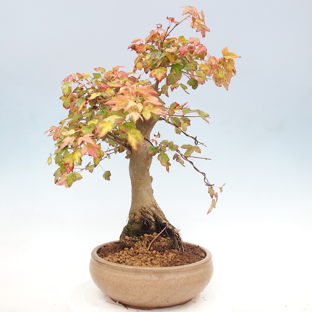 Bonsai voor buiten - Acer Buergerianum - Burgeresdoorn
