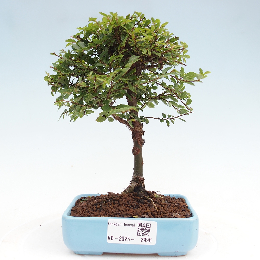 Bonsai voor buiten - Ulmus parvifolia Sagei - Kleinbladige iep