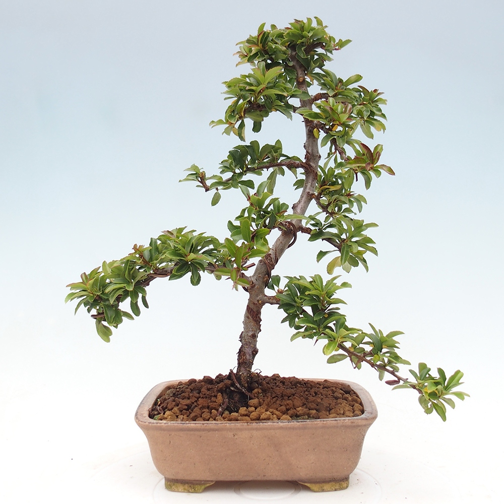 Bonsai-Pyracantha Teton voor buiten -Hlox