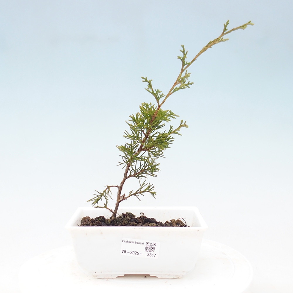 Bonsai voor buiten - Juniperus chinensis Itoigawa