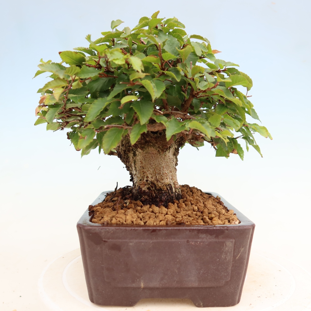 Bonsai voor buiten -Carpinus Coreana - Koreaanse haagbeuk