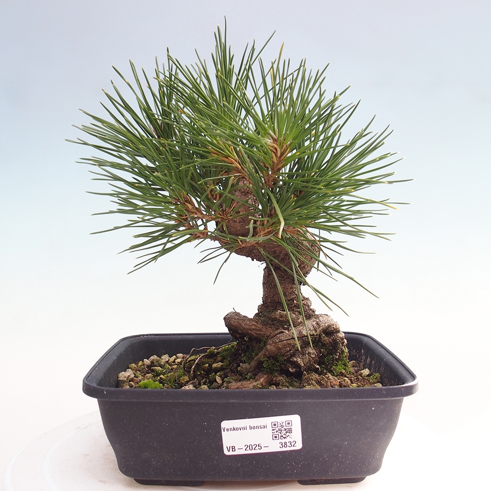 Bonsai voor buiten - Pinus thunbergii - Thunberg den