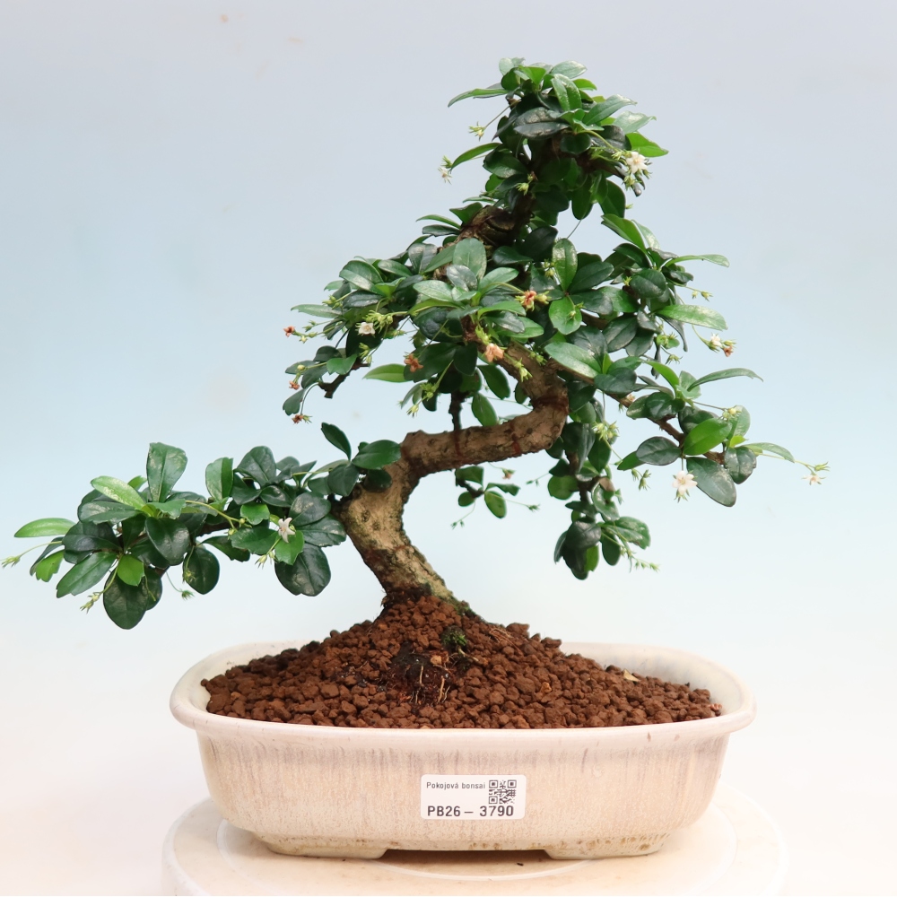 Kamerbonsai - Carmona macrophylla - Thee fuki