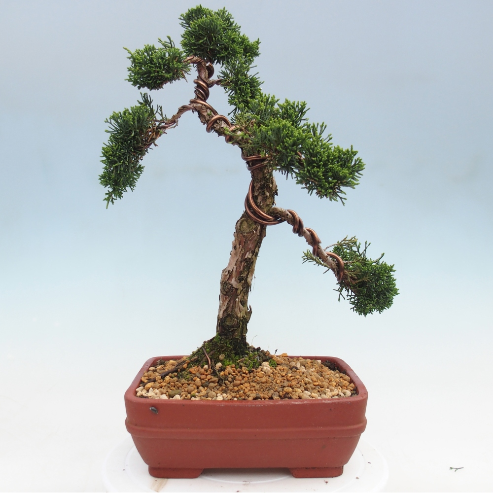 Bonsai voor buiten - Juniperus chinensis Kishu