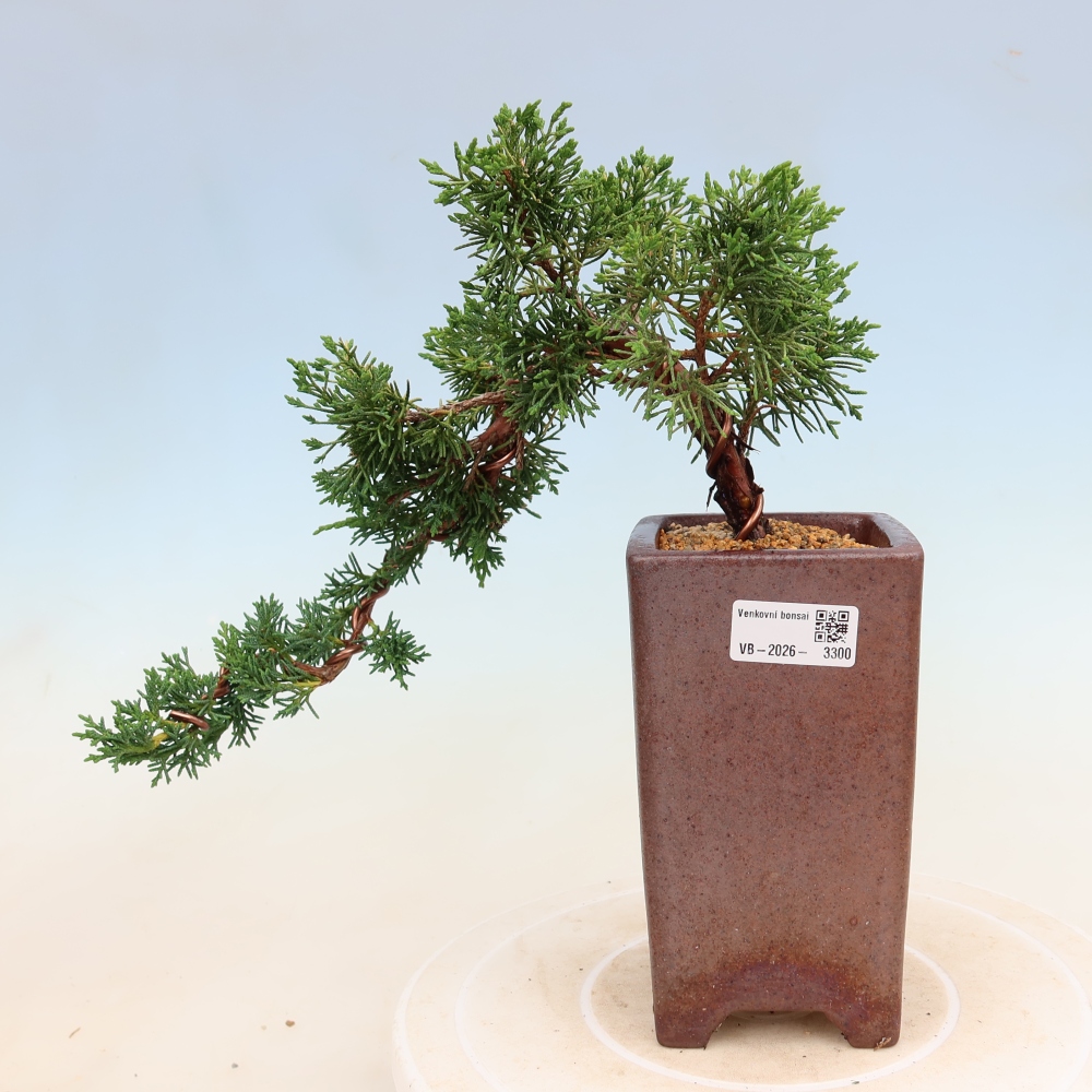 Bonsai voor buiten - Juniperus chinensis Kishu